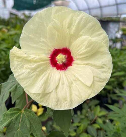 French vanilla yellow rose mallow bloom with red center.
