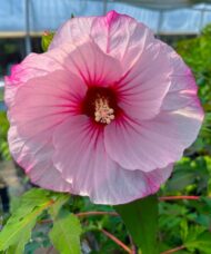 Large white hardy hibiscus with pink tinged petals and yellow anthers.