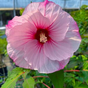 hibiscus moscheutos jolly heart white hardy hibiscus 1 300x300 - Order Plants Now