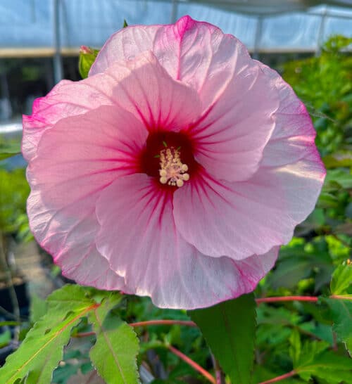 Large white hardy hibiscus with pink tinged petals and yellow anthers.