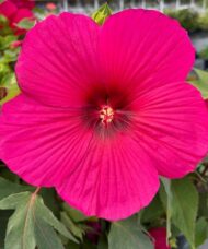 Pink passion deep pink hardy hibiscus bloom