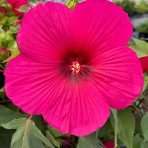 hibiscus moscheutos pink passion deep pink hardy hibiscus bloom 300x300 - Order Plants Now