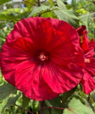 Hibiscus moscheutos 'Tahi61’ CAROUSEL&trade; Red Wine