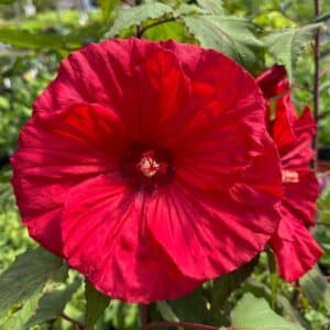 hibiscus moscheutos red wine dark red rose mallow 300x300 - Order Plants Now