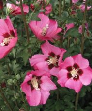 Pink Rose of Sharon funnel-shaped pink blooms with a burgundy center that resemble tropical hibiscus.