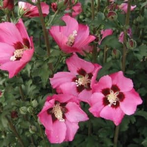 hibiscus syriacus pink giant pink rose of sharon 300x300 - Order Plants Now