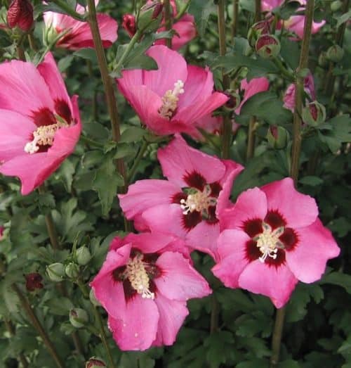 Pink Rose of Sharon funnel-shaped pink blooms with a burgundy center that resemble tropical hibiscus.
