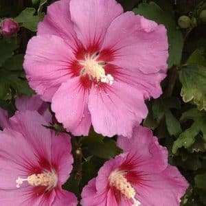 Pink Giant Rose of Sharon blooms