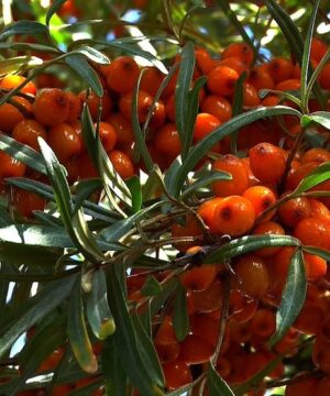 Tight bundles of Hippophae rhamnoides chuyskaya fruit.
