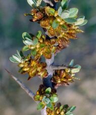 Male sea buckthorn thorny branch
