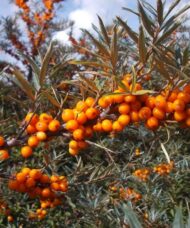 Gracefully arching Hippophae rhamnoides Inya branch covered in orange fruit clusters.
