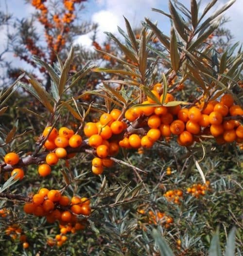 Gracefully arching Hippophae rhamnoides Inya branch covered in orange fruit clusters.