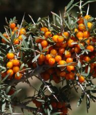 Fruit laden branch of female sea buckthorn.