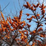 Hippophae rhamnoides Leikora birght orange berries on leafless