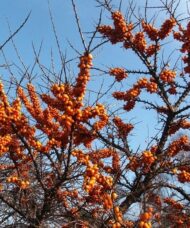 Hippophae rhamnoides Leikora birght orange berries on leafless