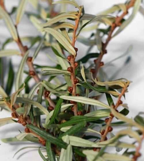 Green and silver leaves of Hippophae rhamnoides Lord. Green and silver leaves of Hippophae rhamnoides Lord.