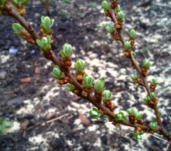 Hippophae rhamnoides Lord buds. Hippophae rhamnoides Lord buds.