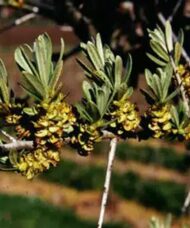 Yellow Hippophae rhamnoides Lord flowers.