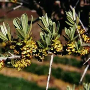 Yellow Hippophae rhamnoides Lord flowers.