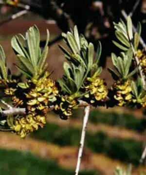 Yellow Hippophae rhamnoides Lord flowers.