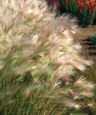 Plumes of silvery white and green Foxtail Barley waving in the wind.