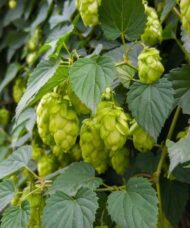 Chinook Hops vine with bright green pinecone-shaped flowers