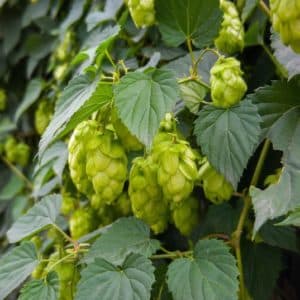 Chinook Hops vine with bright green pinecone-shaped flowers
