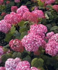 bright Pink Beauty Hydrangea mophead flower.