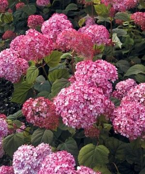 bright Pink Beauty Hydrangea mophead flower.