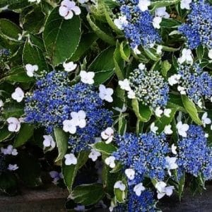 Hydrangea macrophylla 'Tricolor' blue flowers from acidic soil.