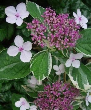 Variegated Lacecap Hydrangea flower of pink surrounded by white and green varieagated foliage.