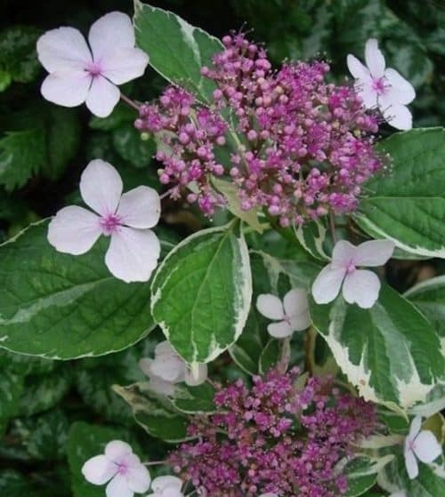 Variegated Lacecap Hydrangea flower of pink surrounded by white and green varieagated foliage.