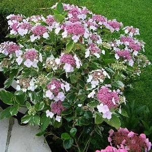 Pink flowers of Variegated Lacecap Hydrangea.