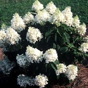 conical white Baby Lace Panicle Hydrangea bloom.
