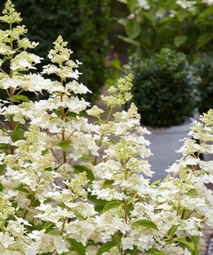 Airy creamy white panicles of Dwarf Panicle Hydrangea.