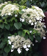 Climbing Hydrangea with green heart-shaped leaves