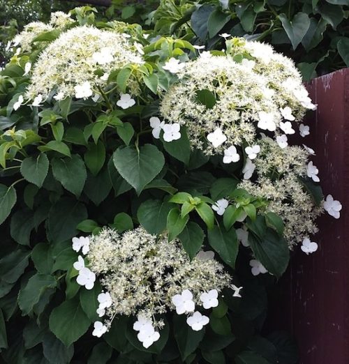 Climbing Hydrangea with green heart-shaped leaves