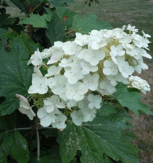 Oakleaf Hydrangea panicle with large