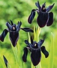 Deep purple and black