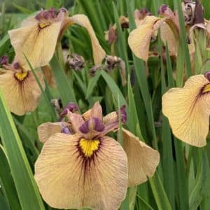 Iris pseudata 'Yarai' blooms