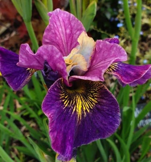 Purple Siberian Iris with reddish purple flass