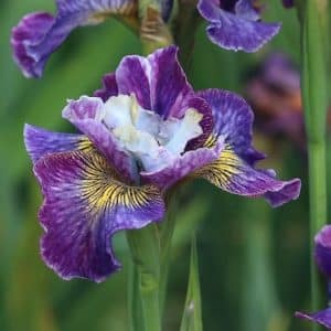 Purple Siberian Iris plants with tall green slender leaves.