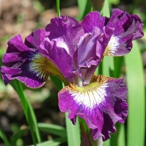 Siberian Iris Contrast in Styles bloom with purple ruffled petals