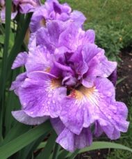 Pink Iris with ruffled mottled pinkish lavender petals.