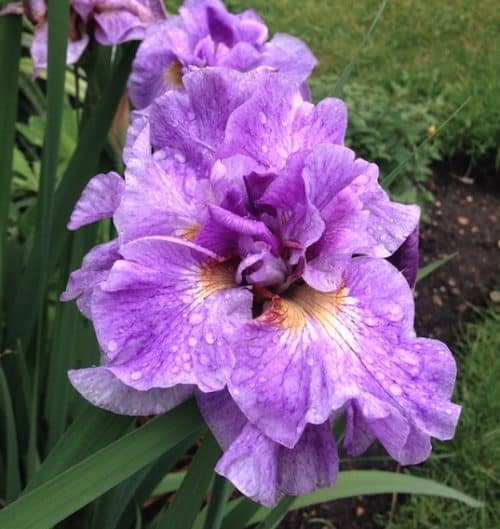 Pink Iris with ruffled mottled pinkish lavender petals.