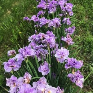 Row of lavender pink iris flowers above tall