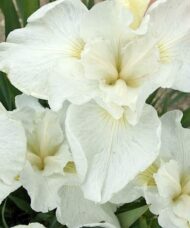 White Iris bloom with softly ruffly edges.