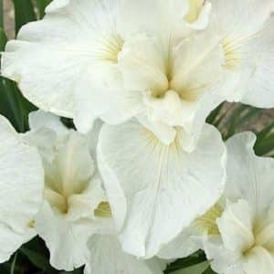 White Iris bloom with softly ruffly edges.