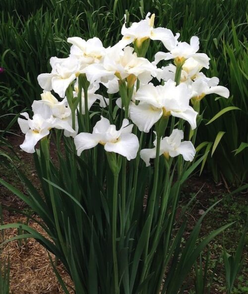 Clump of White Iris flowers on dark green foliage. Clump of White Iris flowers on dark green foliage.