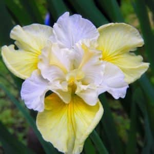 Yellow Siberian Iris bloom with yellow falls and ruffled lavender standards.